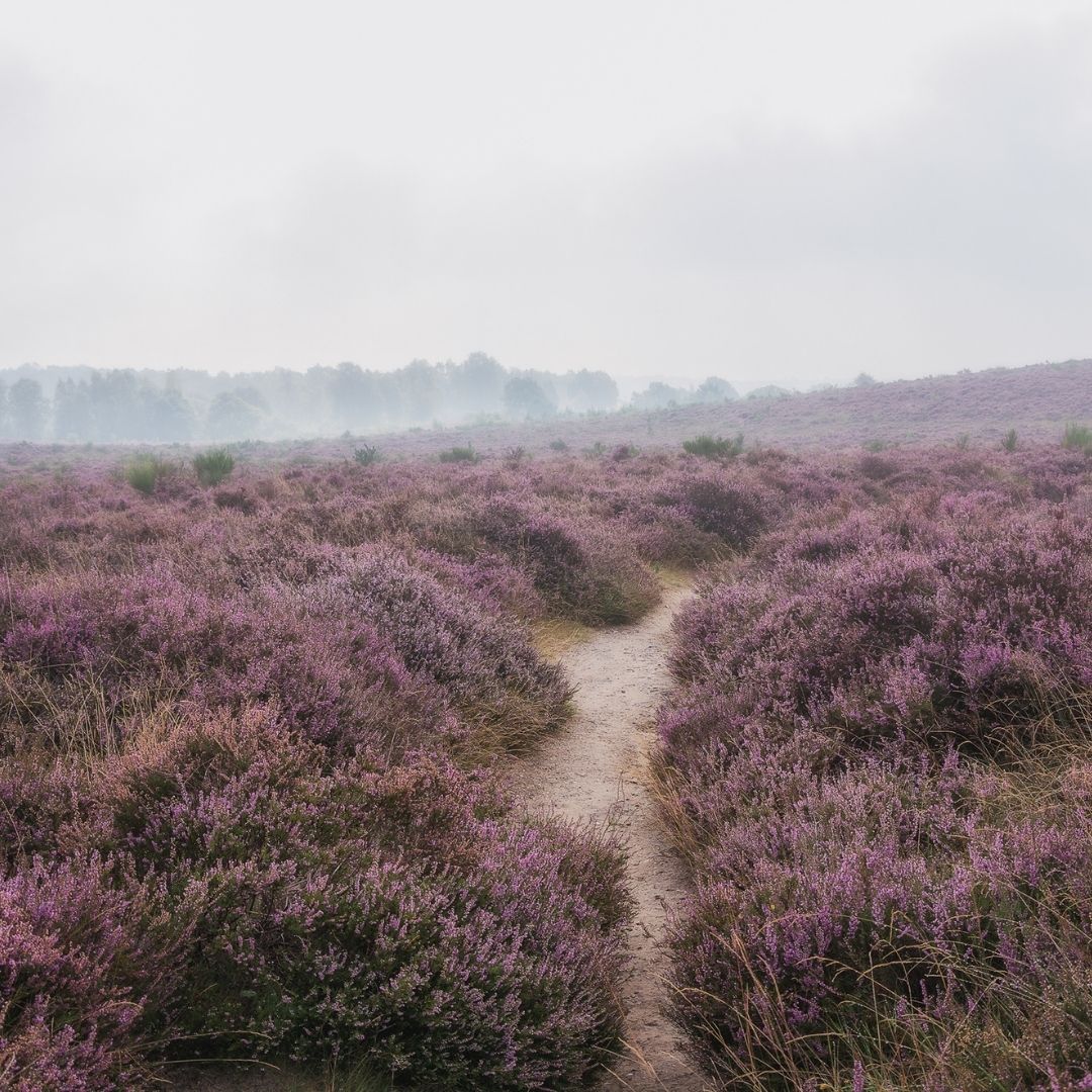 op de veluwe scooter tocht landgoed groot warnsborn