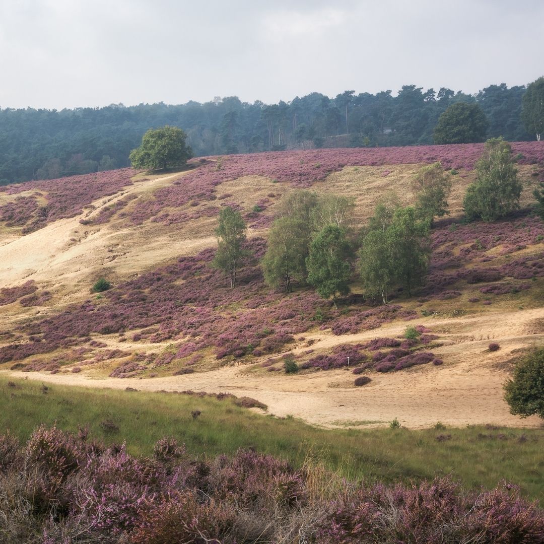 op de veluwe kids gps